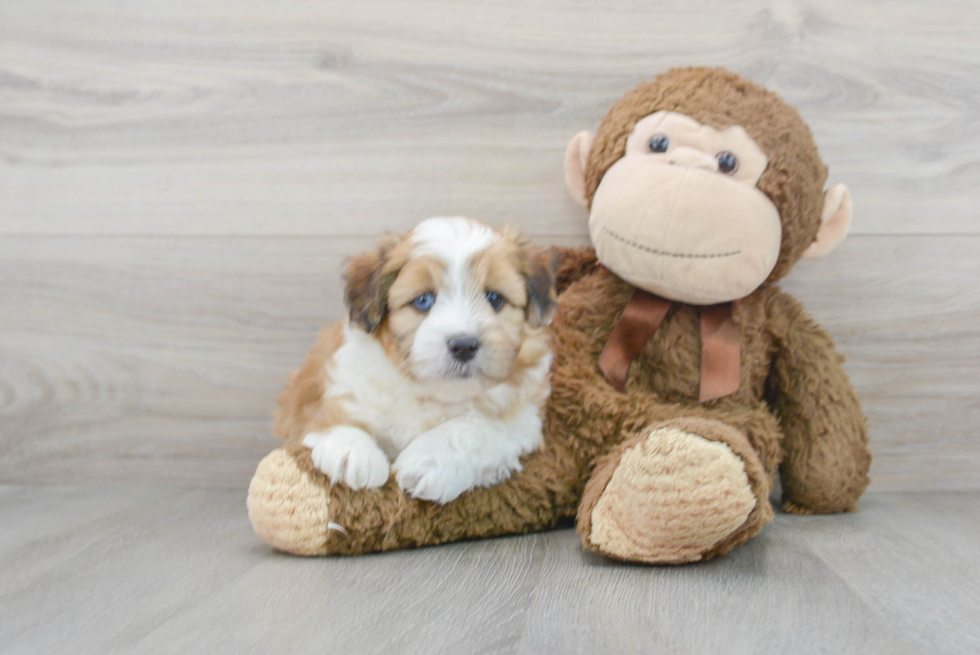 Sweet Mini Aussiedoodle Baby