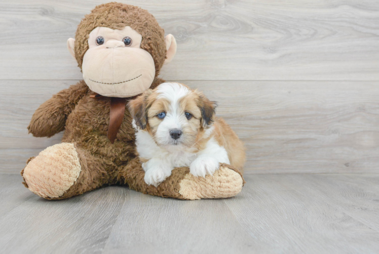 Happy Mini Aussiedoodle Baby