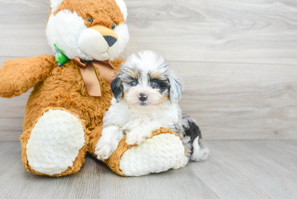 Energetic Aussiepoo Poodle Mix Puppy