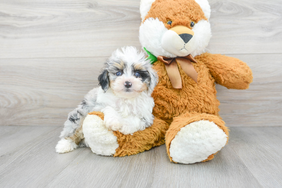 Happy Mini Aussiedoodle Baby