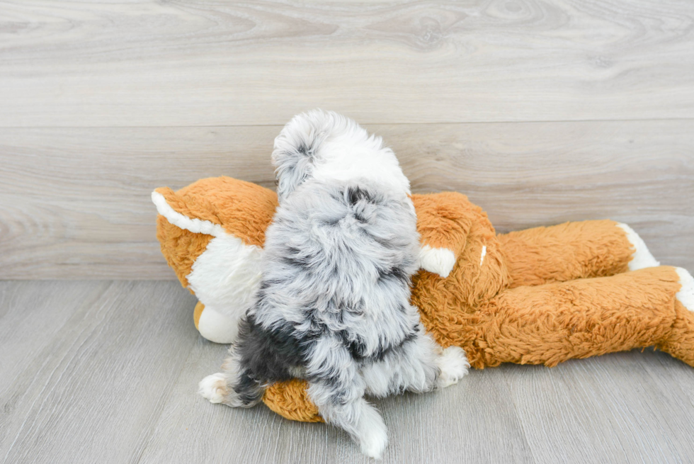 Smart Mini Aussiedoodle Poodle Mix Pup