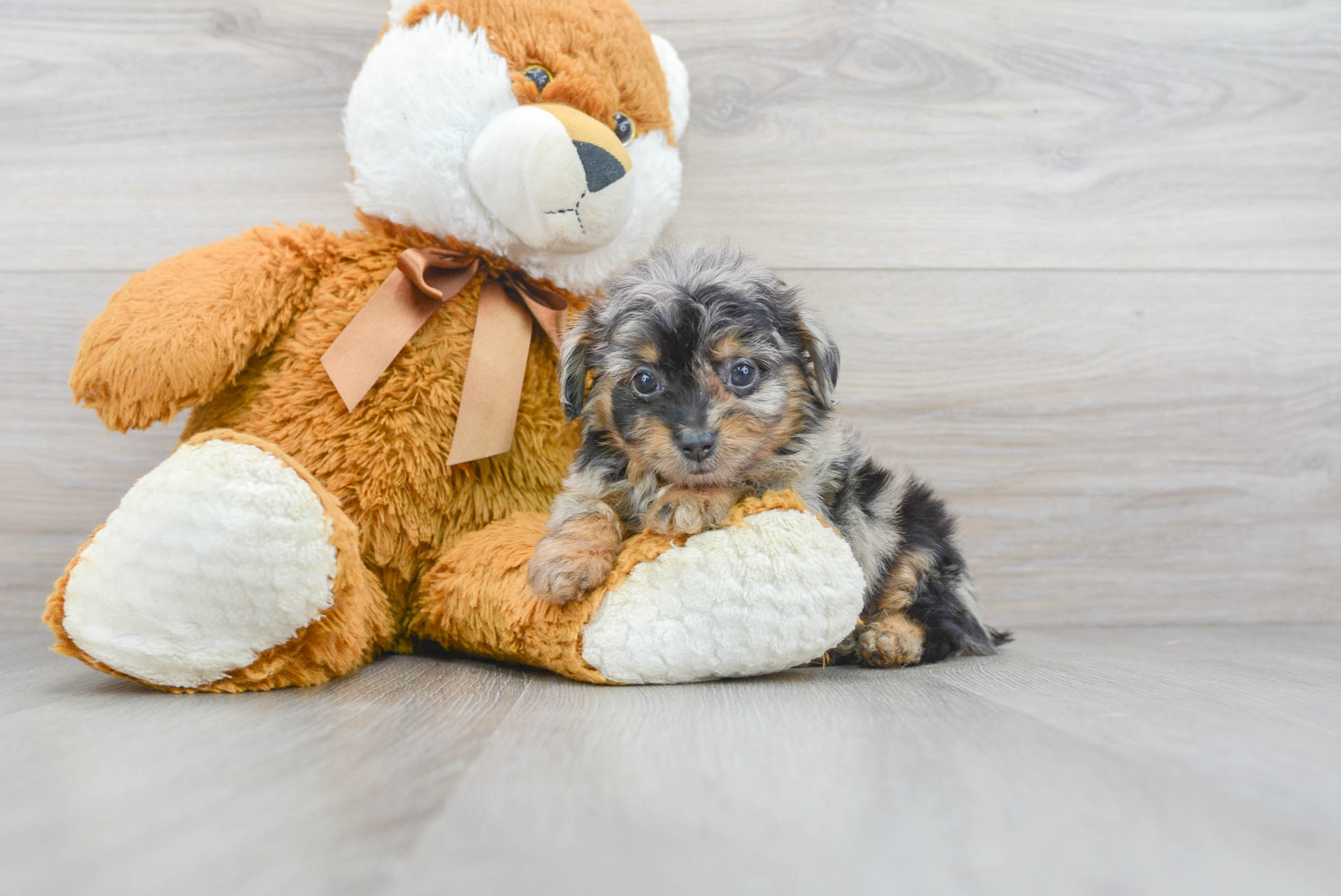 Mini Aussiedoodle Pup Being Cute