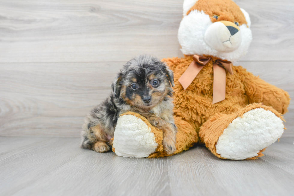 Energetic Aussiepoo Poodle Mix Puppy