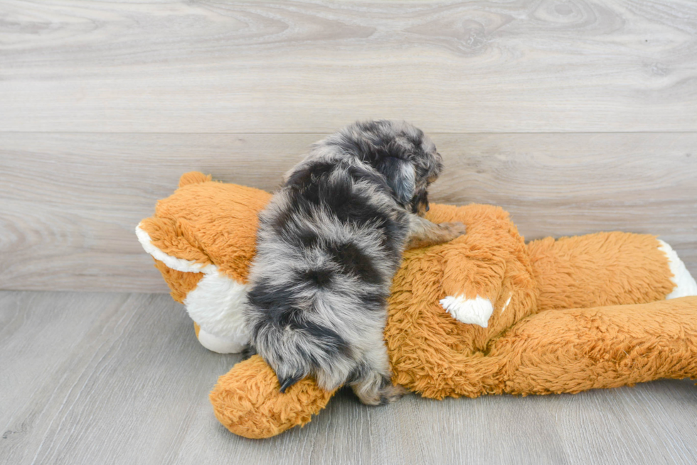 Sweet Mini Aussiedoodle Baby