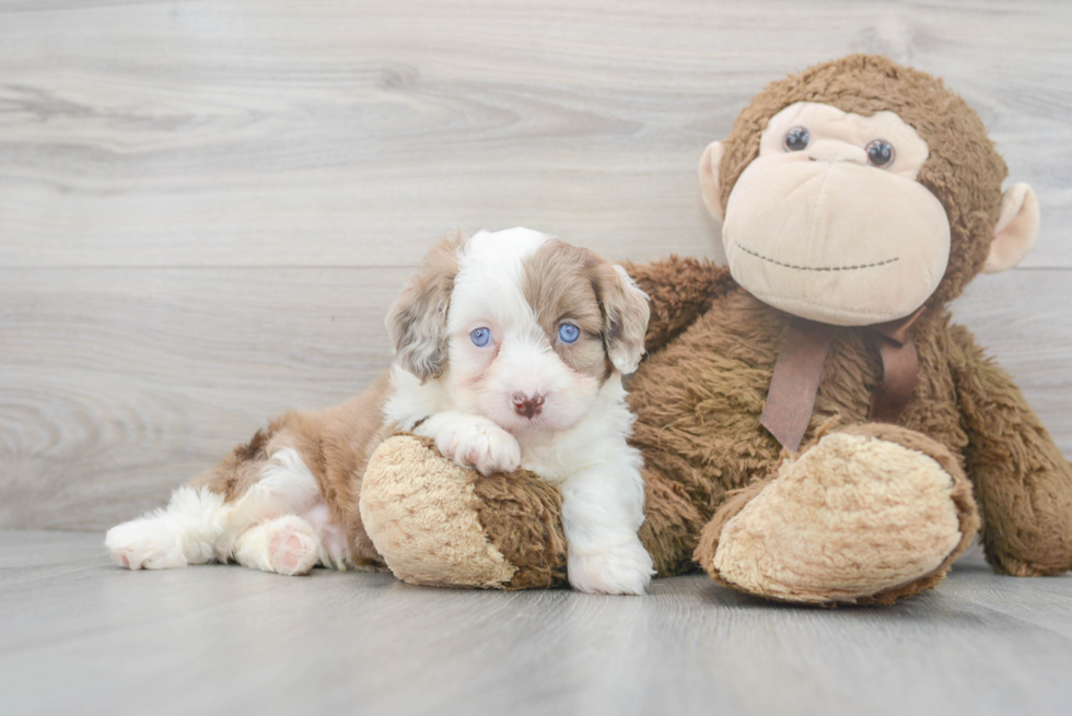 Mini Aussiedoodle Puppy for Adoption