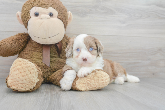 Funny Mini Aussiedoodle Poodle Mix Pup