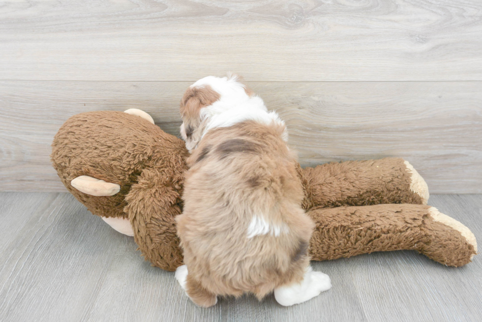 Mini Aussiedoodle Pup Being Cute