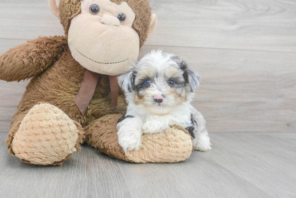 Sweet Mini Aussiedoodle Baby