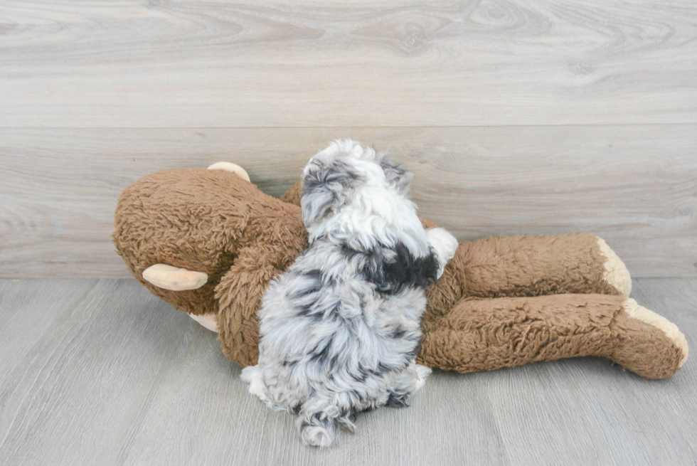 Fluffy Mini Aussiedoodle Poodle Mix Pup