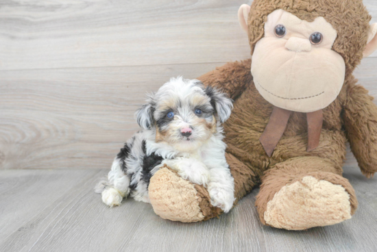 Mini Aussiedoodle Puppy for Adoption