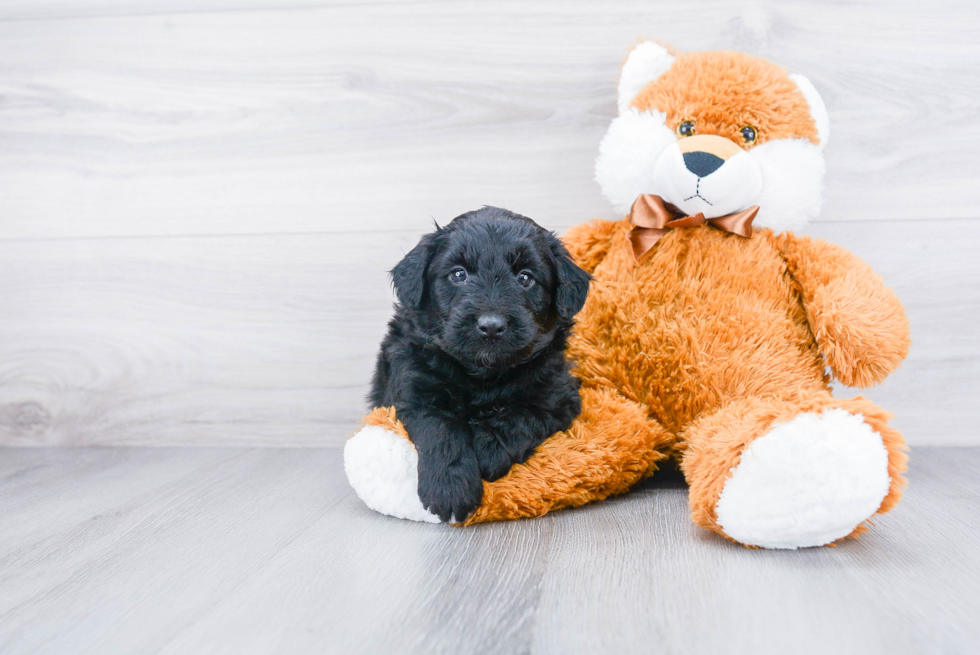 Small Mini Aussiedoodle Baby