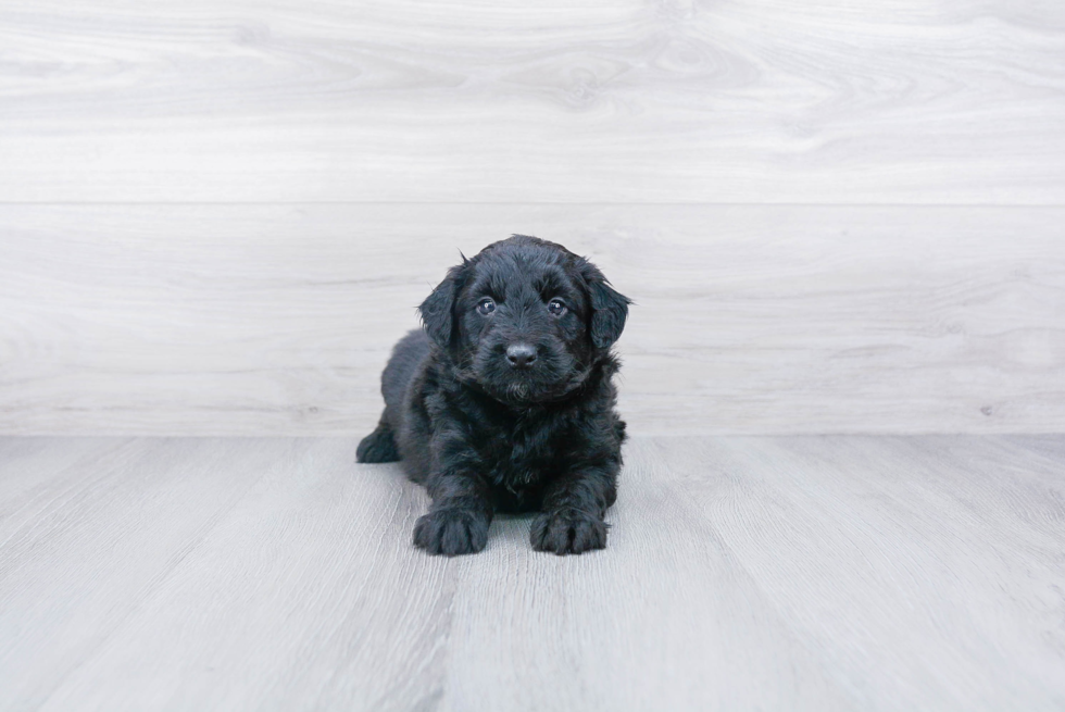 Small Mini Aussiedoodle Baby