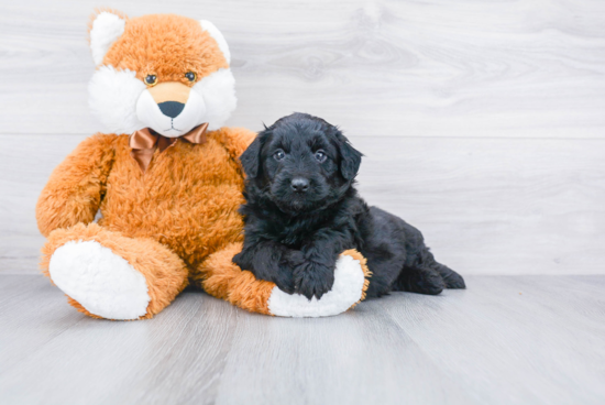 Mini Aussiedoodle Puppy for Adoption