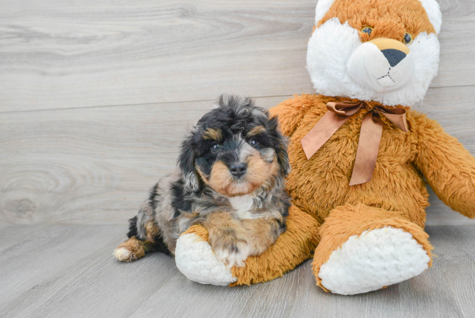 Best Mini Aussiedoodle Baby