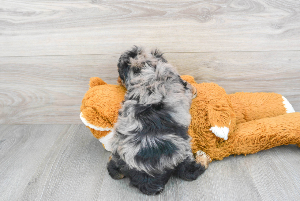 Popular Mini Aussiedoodle Poodle Mix Pup