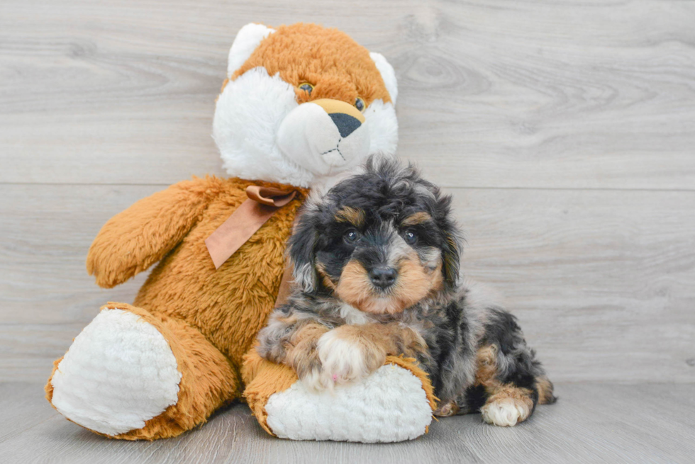 Mini Aussiedoodle Pup Being Cute