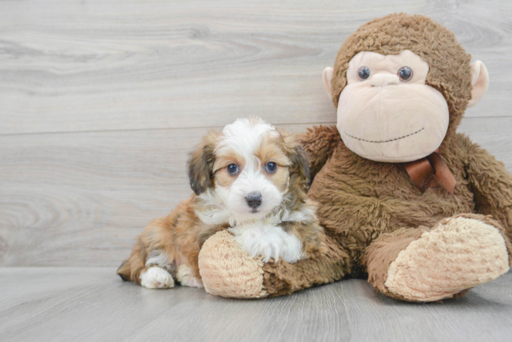 Adorable Aussiepoo Poodle Mix Puppy