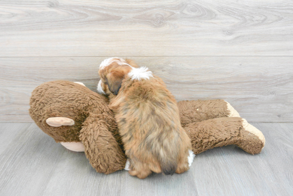 Friendly Mini Aussiedoodle Baby