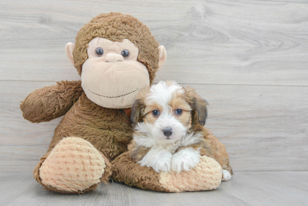 Sweet Mini Aussiedoodle Baby