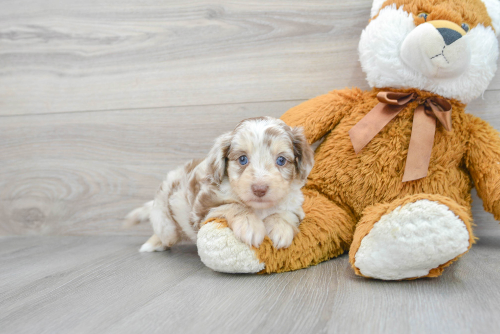 Adorable Aussiepoo Poodle Mix Puppy