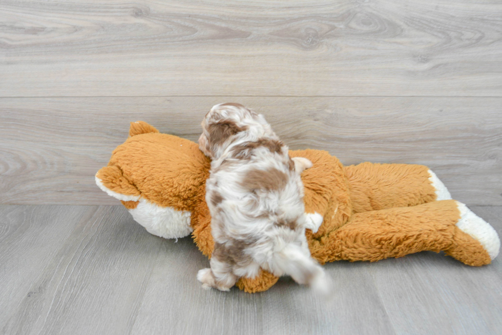 Hypoallergenic Aussiepoo Poodle Mix Puppy