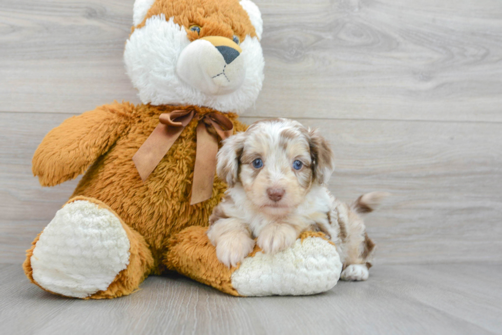 Mini Aussiedoodle Puppy for Adoption