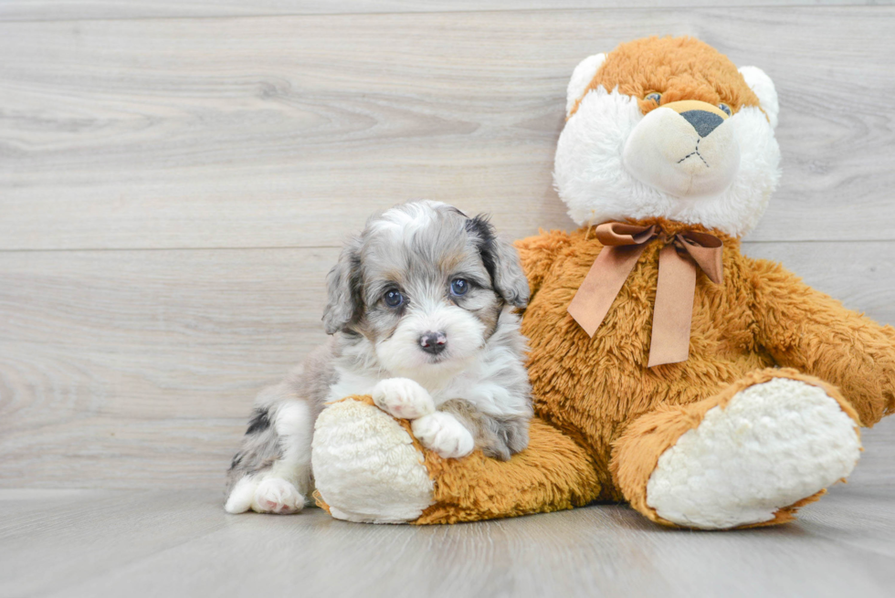 Mini Aussiedoodle Pup Being Cute