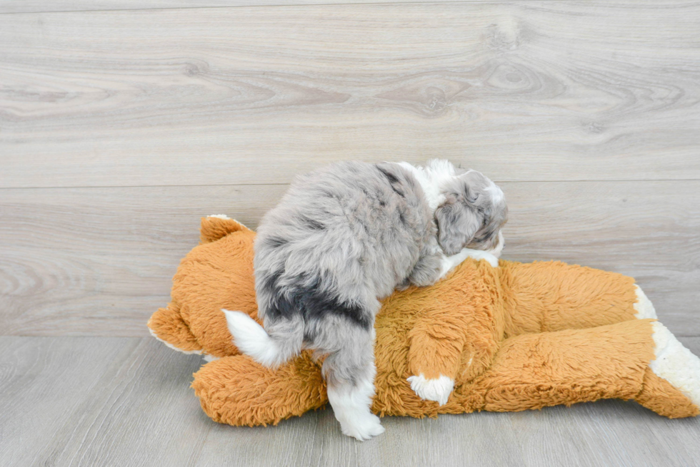 Best Mini Aussiedoodle Baby