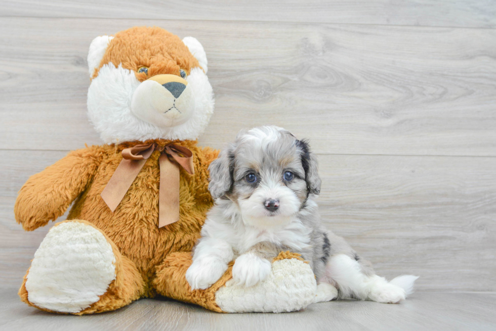 Mini Aussiedoodle Pup Being Cute