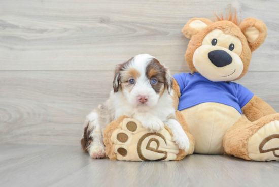 Mini Aussiedoodle Puppy for Adoption