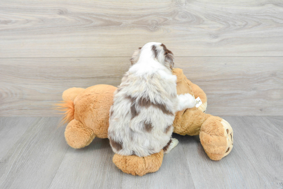 Funny Mini Aussiedoodle Poodle Mix Pup