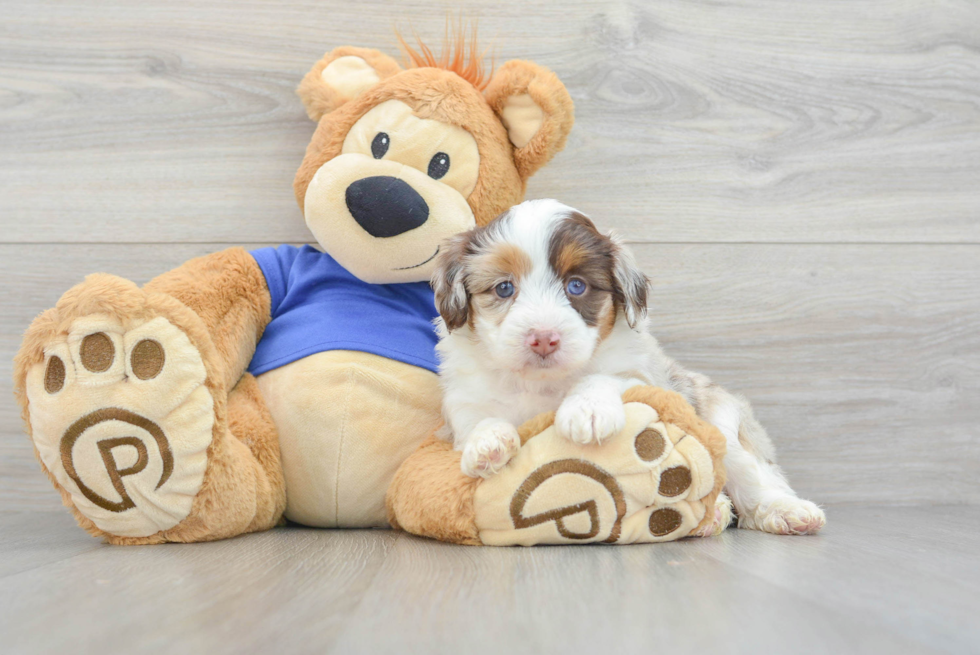 Petite Mini Aussiedoodle Poodle Mix Pup