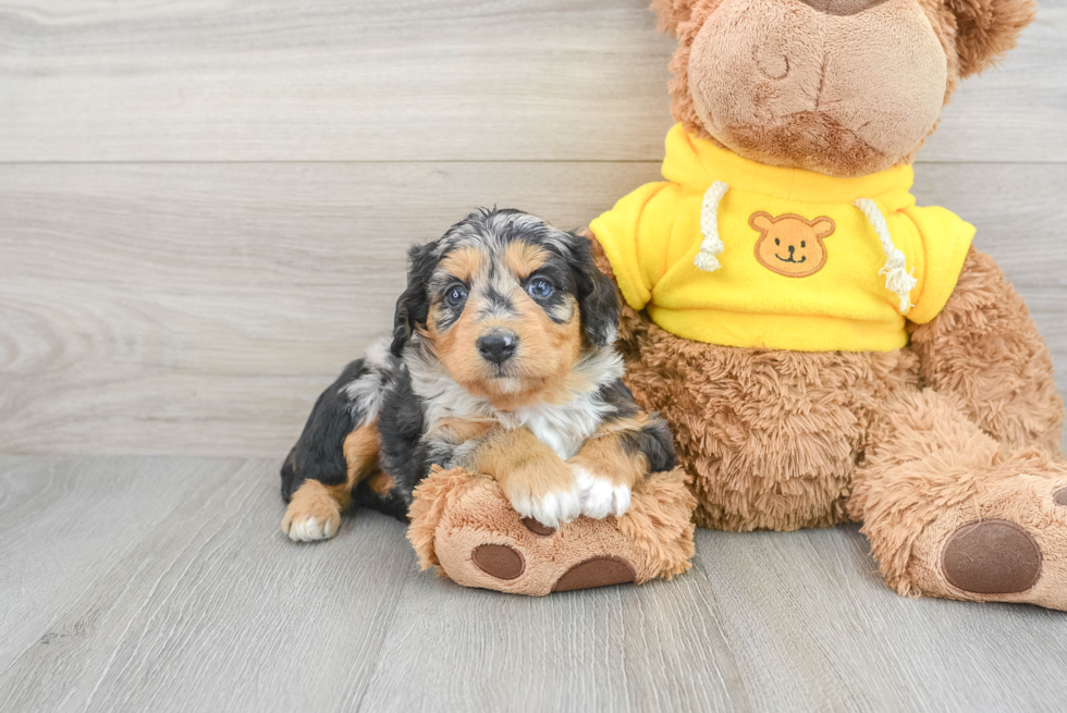 Popular Mini Aussiedoodle Poodle Mix Pup