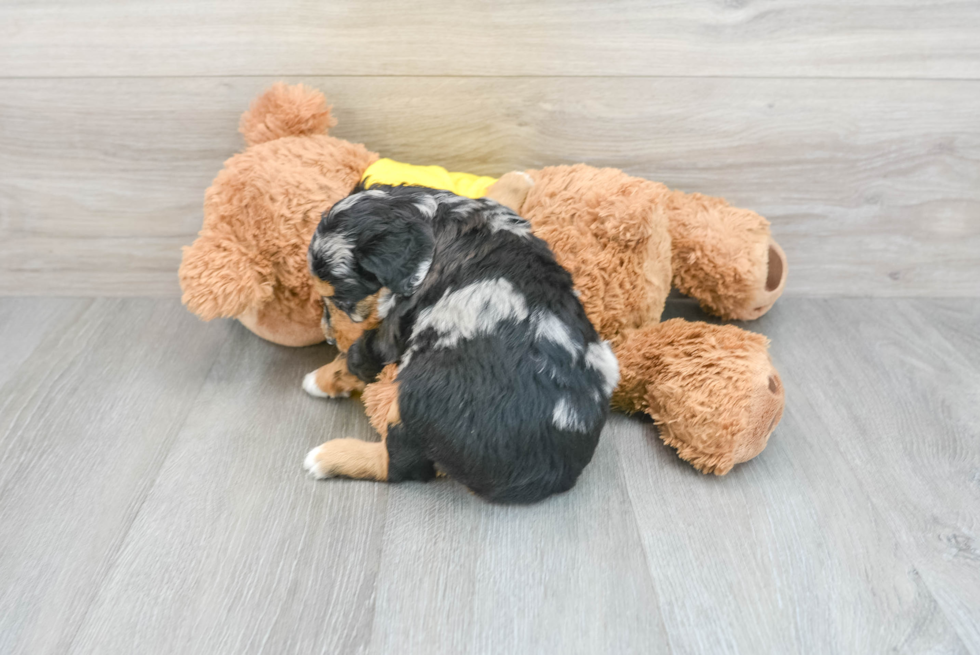 Friendly Mini Aussiedoodle Baby