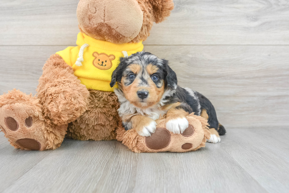 Playful Aussiepoo Poodle Mix Puppy