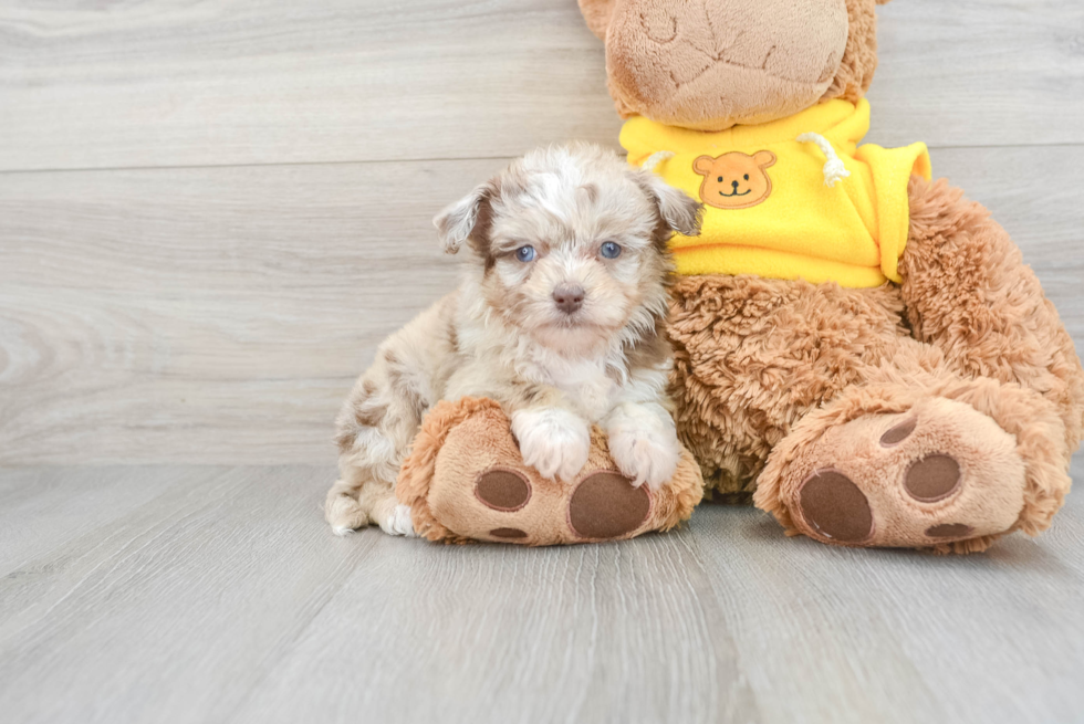 Smart Mini Aussiedoodle Poodle Mix Pup