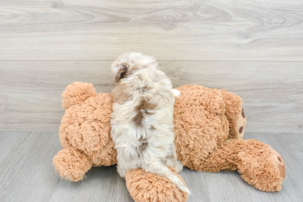 Petite Mini Aussiedoodle Poodle Mix Pup