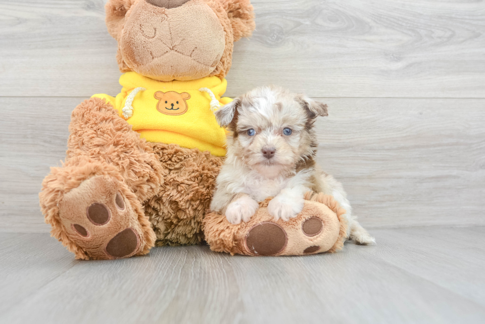 Mini Aussiedoodle Puppy for Adoption