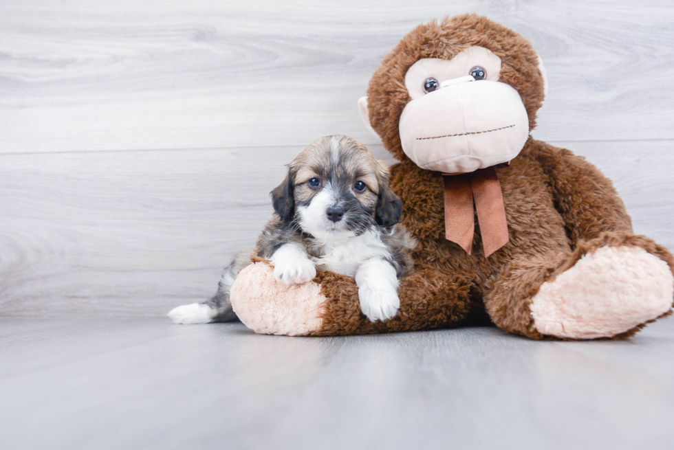 Energetic Aussiepoo Poodle Mix Puppy