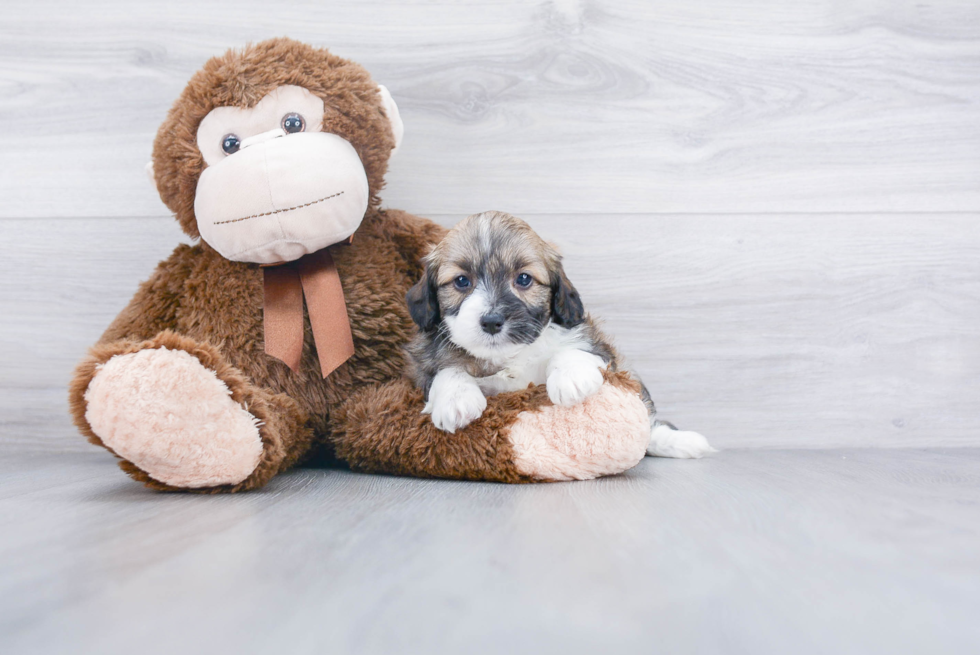 Best Mini Aussiedoodle Baby