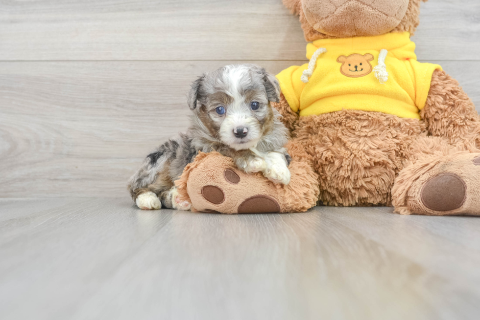 Happy Mini Aussiedoodle Baby