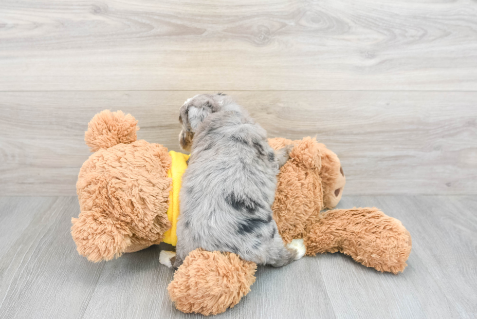 Popular Mini Aussiedoodle Poodle Mix Pup