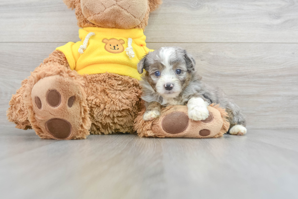 Playful Aussiepoo Poodle Mix Puppy