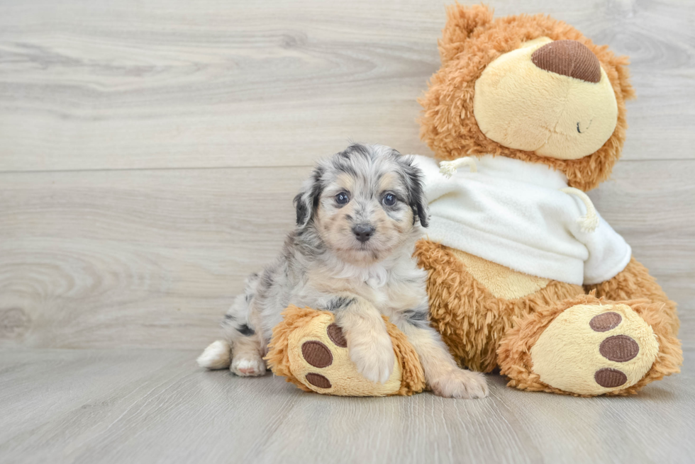 Mini Aussiedoodle Puppy for Adoption