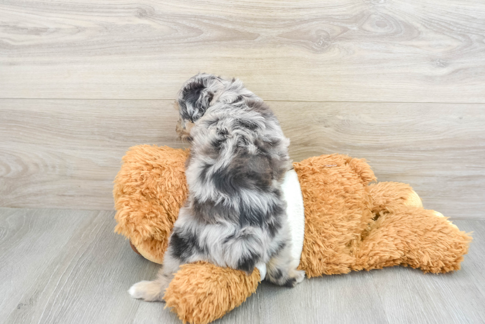 Best Mini Aussiedoodle Baby