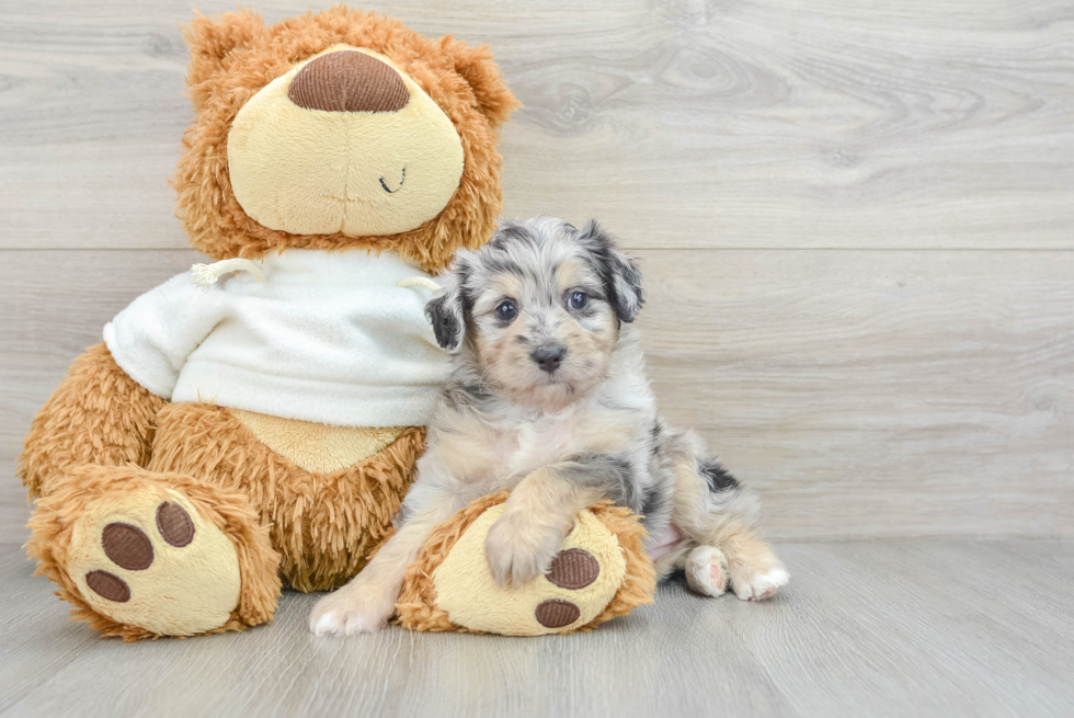 Funny Mini Aussiedoodle Poodle Mix Pup