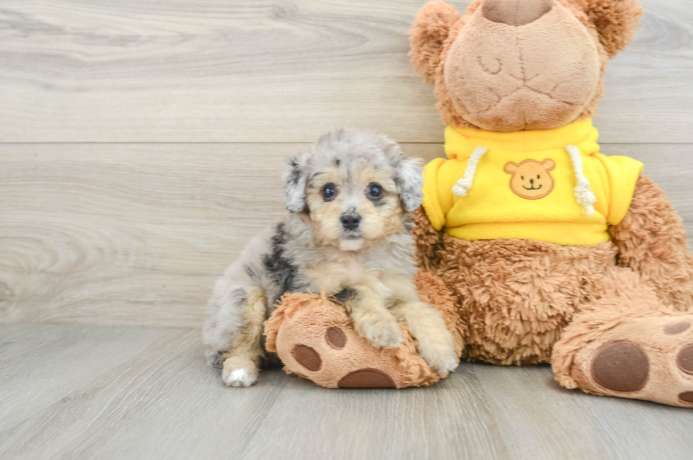 7 week old Mini Aussiedoodle Puppy For Sale - Premier Pups