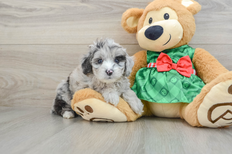 5 week old Mini Aussiedoodle Puppy For Sale - Premier Pups