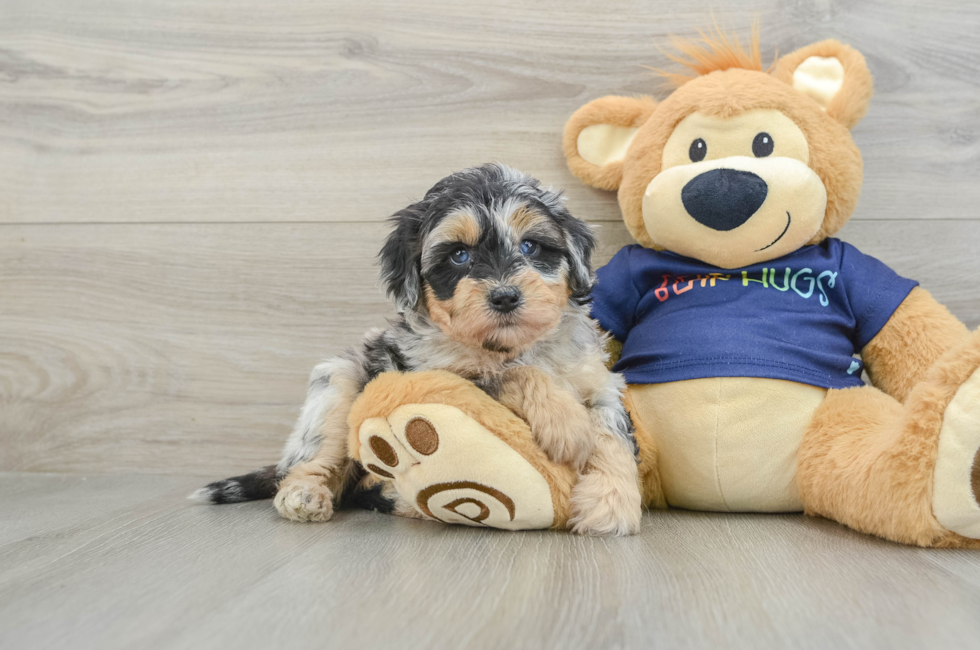 6 week old Mini Aussiedoodle Puppy For Sale - Premier Pups