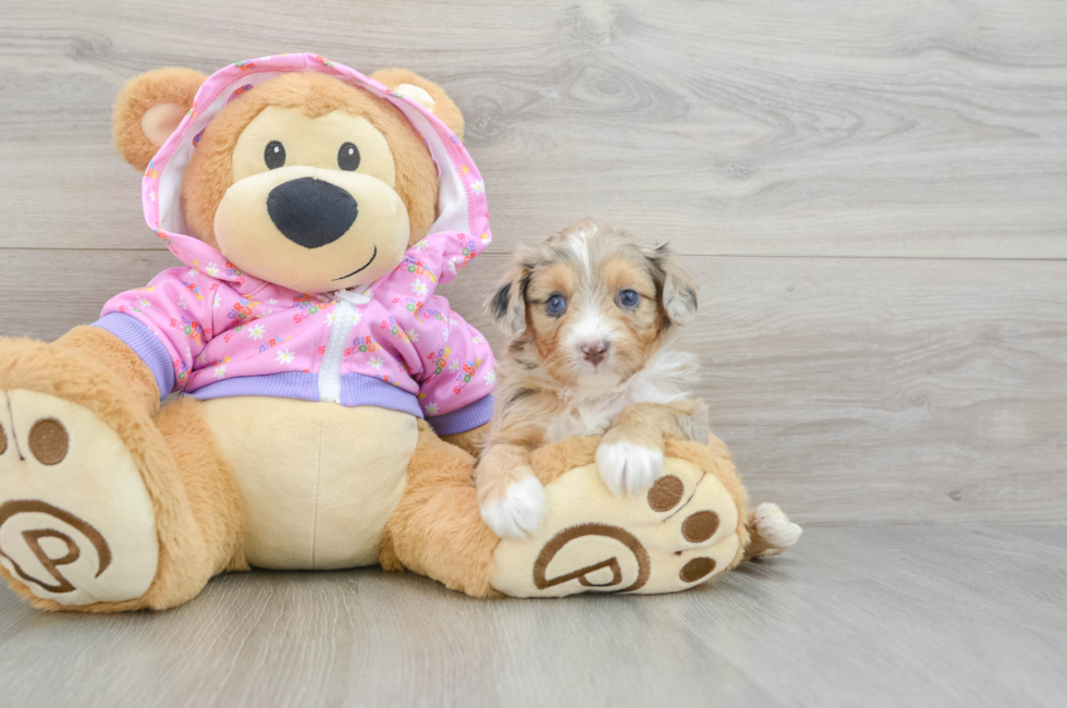 5 week old Mini Aussiedoodle Puppy For Sale - Premier Pups